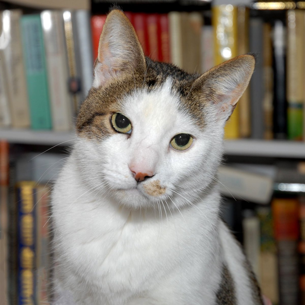 firstlondonbook's tweet photo. βBooks. Cats. Life is good.β
#FirstLondonBookClub #FLBC #catsandbooks #booksandcats #bookworm https://t.co/XKebysyZJt