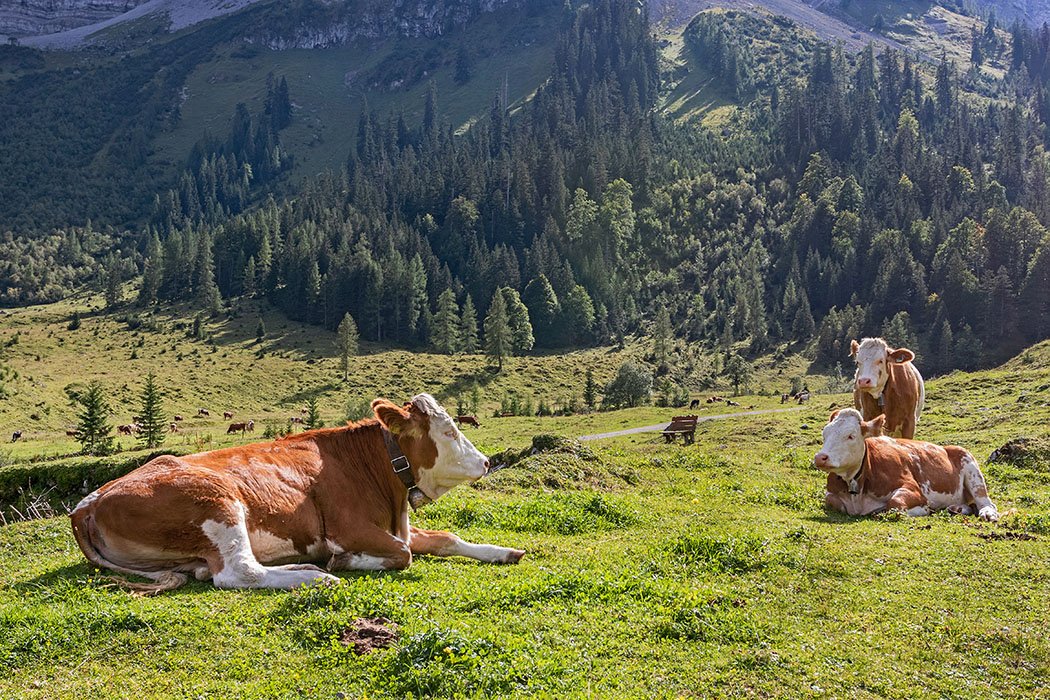 Moni_Hoffmann's tweet photo. 🐄🇦🇹 #Karwendel in #Tirol: Ab heute ist Almabtrieb von der #Engalm nach #Schwaz. Der Almsommer ist zu Ende. Die Kühe wandern zurück in die Heimat. Über das #Lamsenjoch geht es hinunter ins #Inntal. Hier wird es stiller, ohne Gebimmel🔗 https://t.co/wk3YiKGfgC…/ https://t.co/dgR0i5EsbD