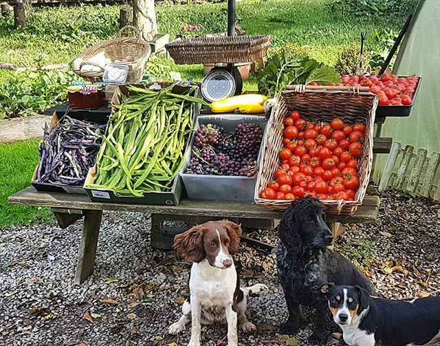 MaynoothOrganic's tweet photo. Tomatoes, Beans, Courgettes, GRAPES, Free Range Eggs, Honeycomb, Jams, Chutney and more.... 11am to 4pm. https://t.co/uQAKzLB9Ls