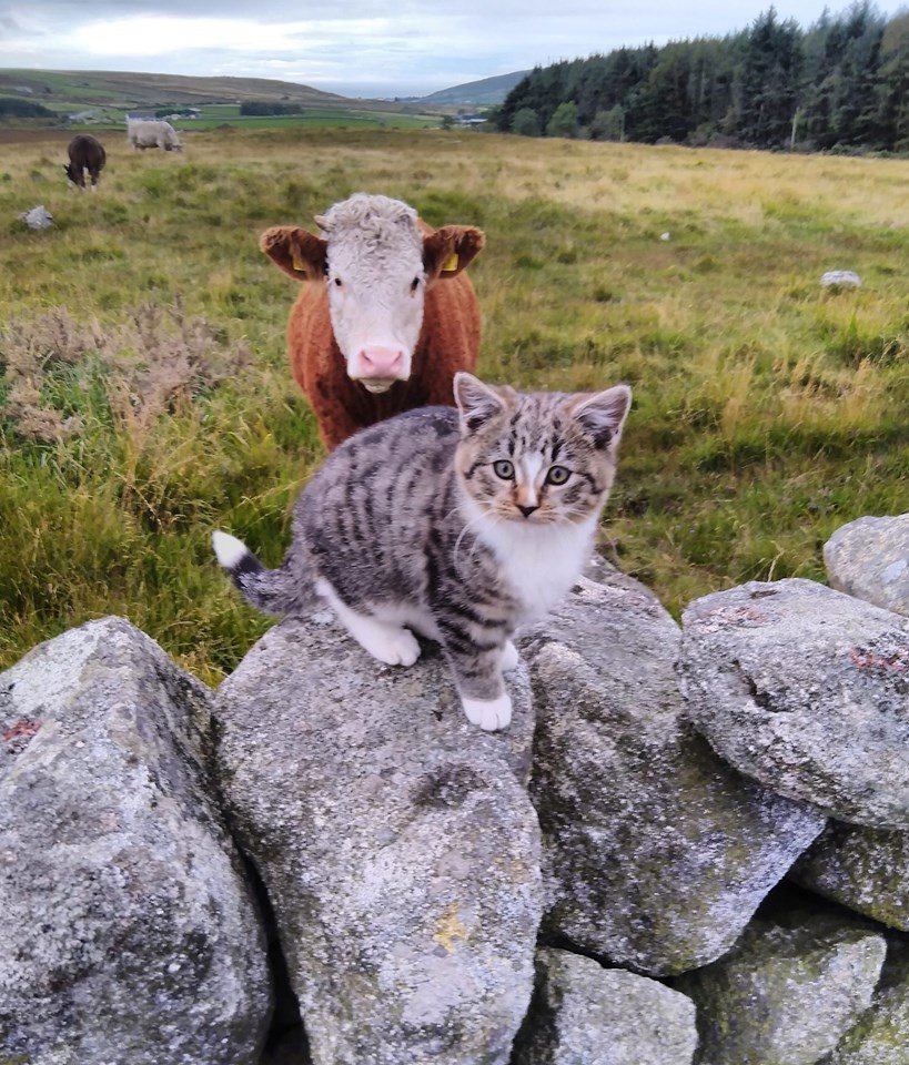 Beautiful Mourne Mountains, Co Down, N  #Ireland. Mournes are made up of 12 mountains with 15 peaks & include the famous Mourne wall (keeps sheep & cattle out of reservoir)! Area of Outstanding Natural Beauty. Partly  @NationalTrustNI. : Daniel Mcevoy (with lovely cat!)  #caturday