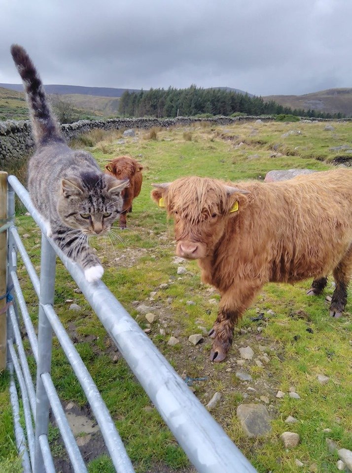 Beautiful Mourne Mountains, Co Down, N  #Ireland. Mournes are made up of 12 mountains with 15 peaks & include the famous Mourne wall (keeps sheep & cattle out of reservoir)! Area of Outstanding Natural Beauty. Partly  @NationalTrustNI. : Daniel Mcevoy (with lovely cat!)  #caturday