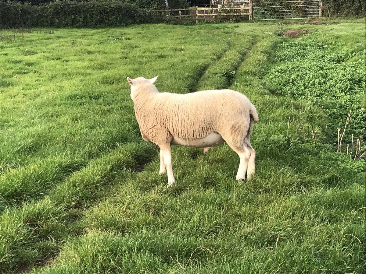 ExeValleyLamb's tweet photo. The last #Lleyn #ram of my 2018 crop that needs a new home and some ladies for company. Grass fed twin born from high index sires. Commercial flock of Lleyns outdoor lambing in Feb/mar. Won’t melt and very fit for purpose. #devon #exeter #sheep365 #tupping #tupping2018 https://t.co/mAPrsx9Z7r