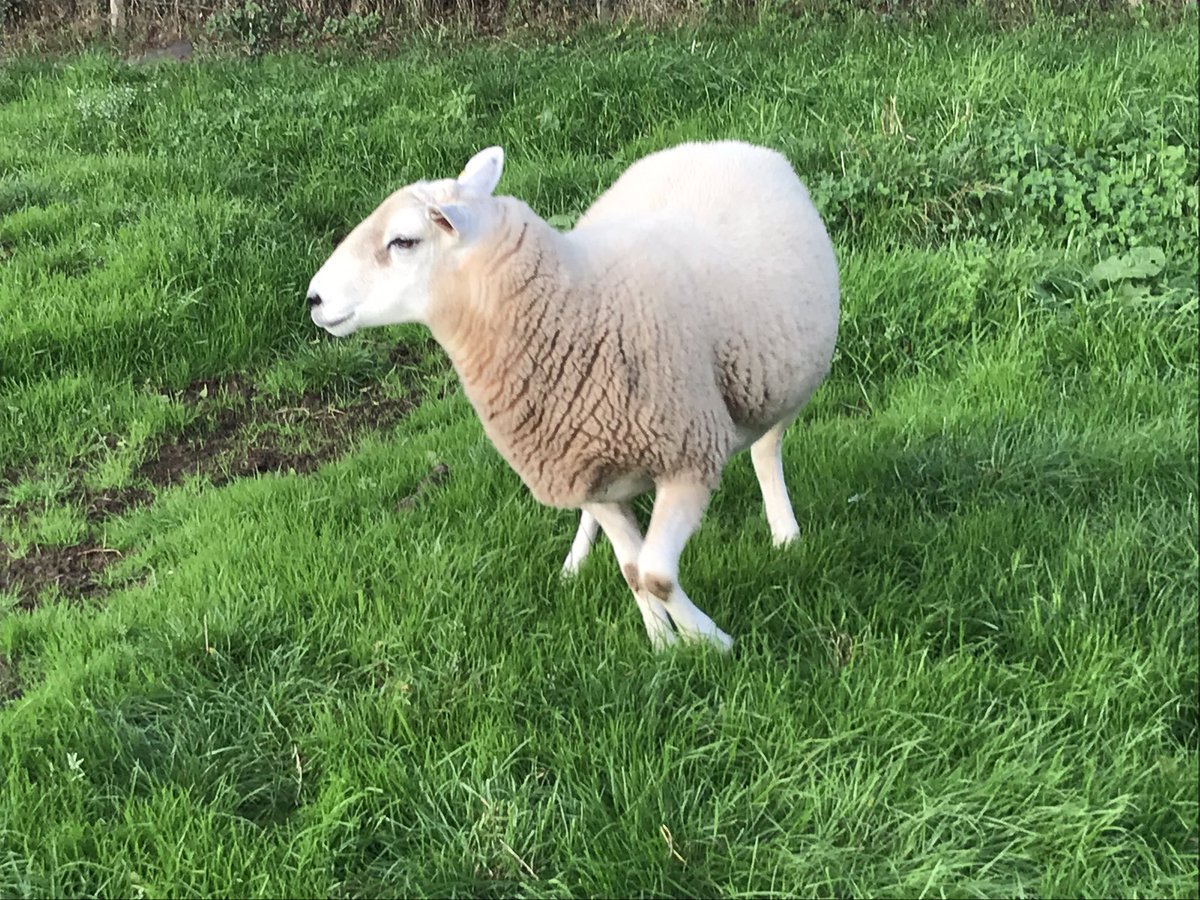 ExeValleyLamb's tweet photo. The last #Lleyn #ram of my 2018 crop that needs a new home and some ladies for company. Grass fed twin born from high index sires. Commercial flock of Lleyns outdoor lambing in Feb/mar. Won’t melt and very fit for purpose. #devon #exeter #sheep365 #tupping #tupping2018 https://t.co/mAPrsx9Z7r