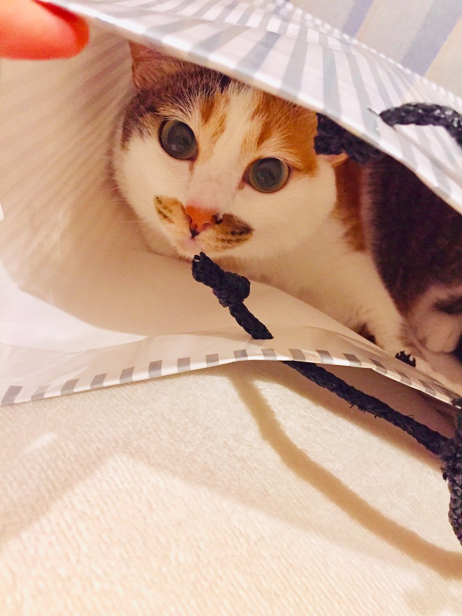 可愛い猫柱たちに癒される ェ 本誌の展開から目を逸らしながら 鬼滅の刃 Togetter 可愛い猫柱たちに癒される ェ 本誌の展開から目を逸らしながら 鬼滅の刃 Togetter