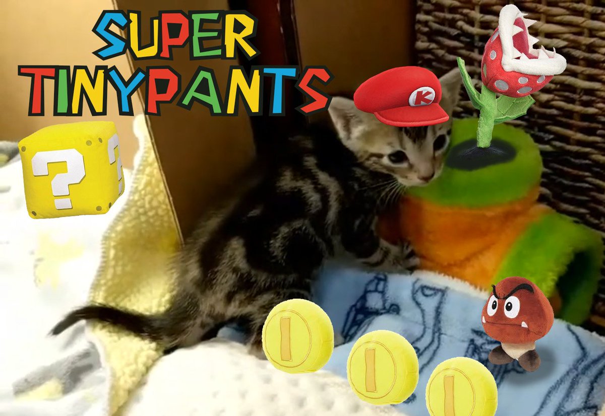 WindigoTP's tweet photo. @kitten_academy https://t.co/ytvBmjKKvM