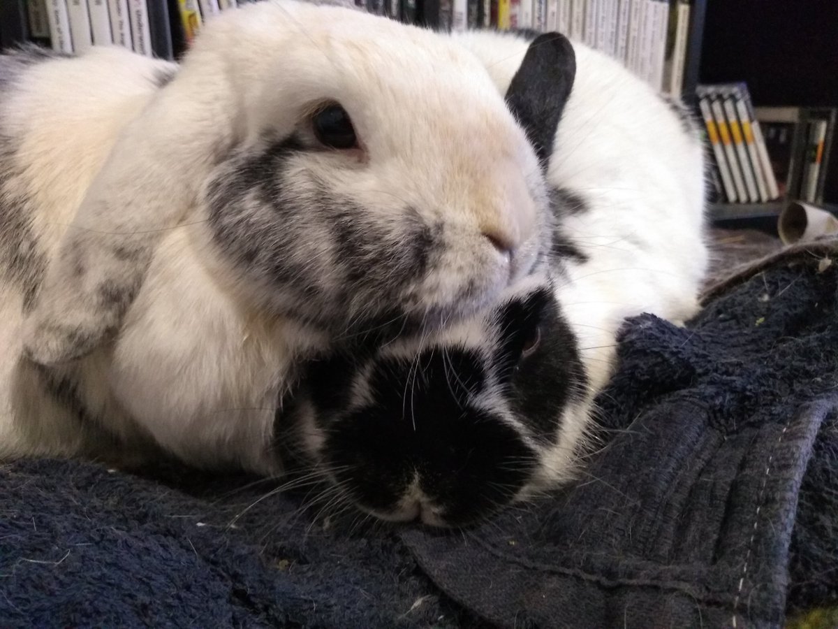 Apparently it's  #InternationalRabbitDay So here you are. I'm sure these two will celebrate by doing exactly what they always do; eat, sleep, poop, and cause trouble.