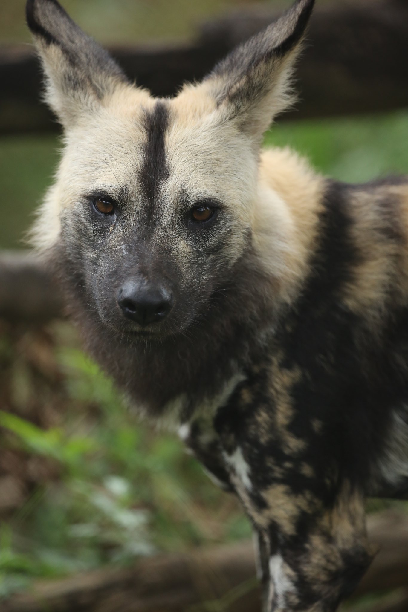 ちいくま写真館 Sur Twitter 凛々しいリカオン カッコいい 絶滅から動物を守る 動物園写真家 動物写真 ズーラシア リカオン T Co C7wphoncnv Twitter