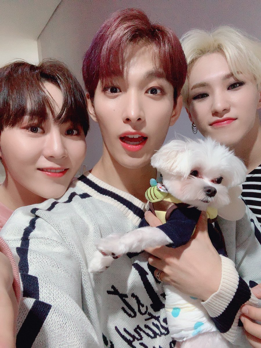 세븐틴(SEVENTEEN) tweet media