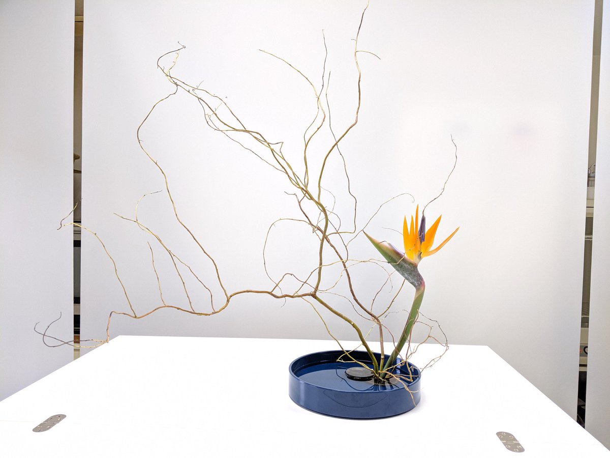 Shira 月1のいけばな 草月 雲竜柳 ストレチア 基本と自由 たのしかったー T Co Hrlepqyxrd Twitter