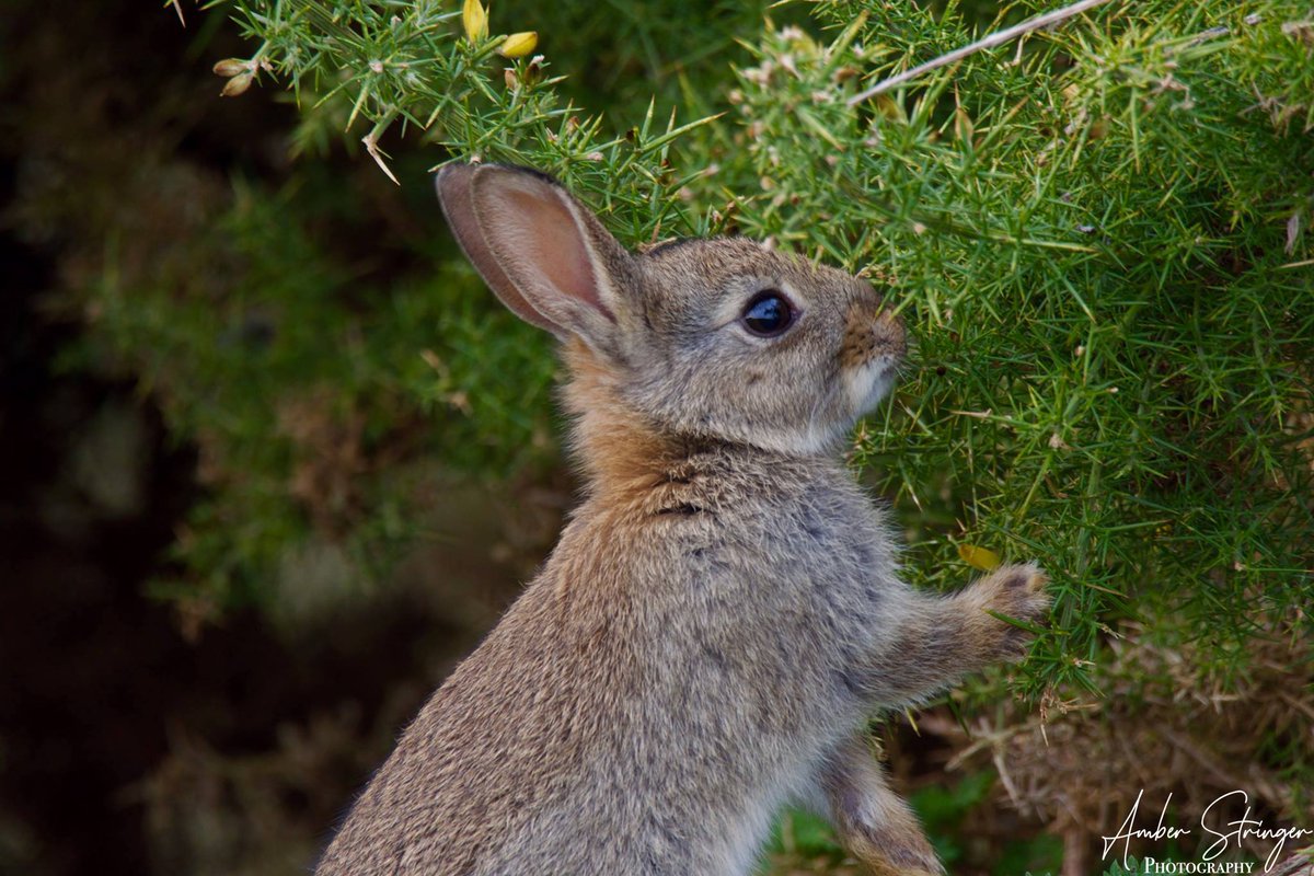 uniofeastanglia's tweet photo. Happy #InternationalRabbitDay to our beloved furry friends on campus ❤️ 

📷: @AmberPStringer https://t.co/hKWS1fdKhx