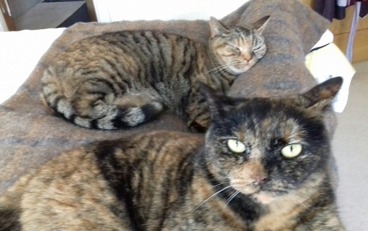 brambleboobag's tweet photo. Keeping an ear out for #Caturday with my sleepy sisfur @WillowWooBag https://t.co/KDI9Qhg6N7