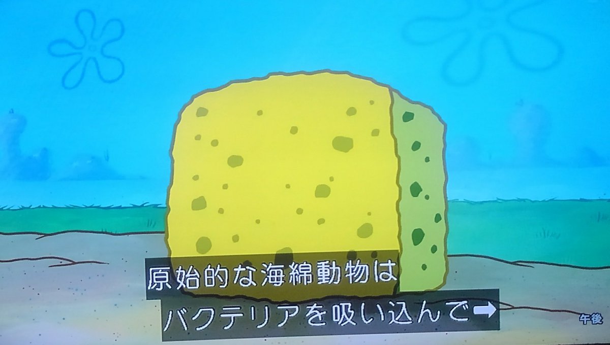 Lain Twitter ನಲ ಲ スポンジボブ リアル海の仲間たち出た みんなかわいい サンディが一番かわいいぞ Lain Twitter ನಲ ಲ スポンジボブ リアル海の仲間たち出た みんなかわいい サンディが一番かわいいぞ