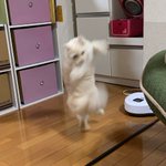 テレポートで帰宅した瞬間の猫がフィギュアになった!