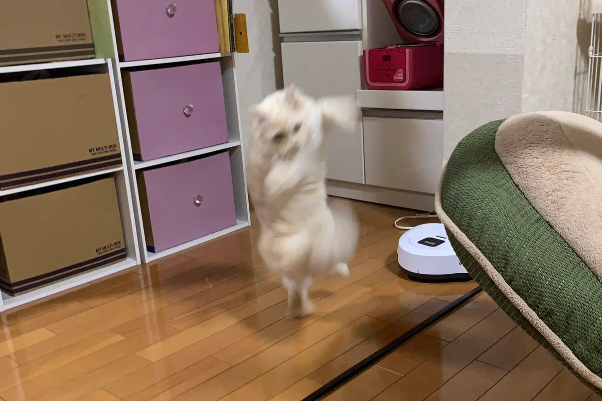 テレポートで帰宅した瞬間の猫がフィギュアになったwww