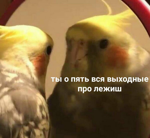 Ужасные мемы (@so_mad_so_funny) on Twitter photo 