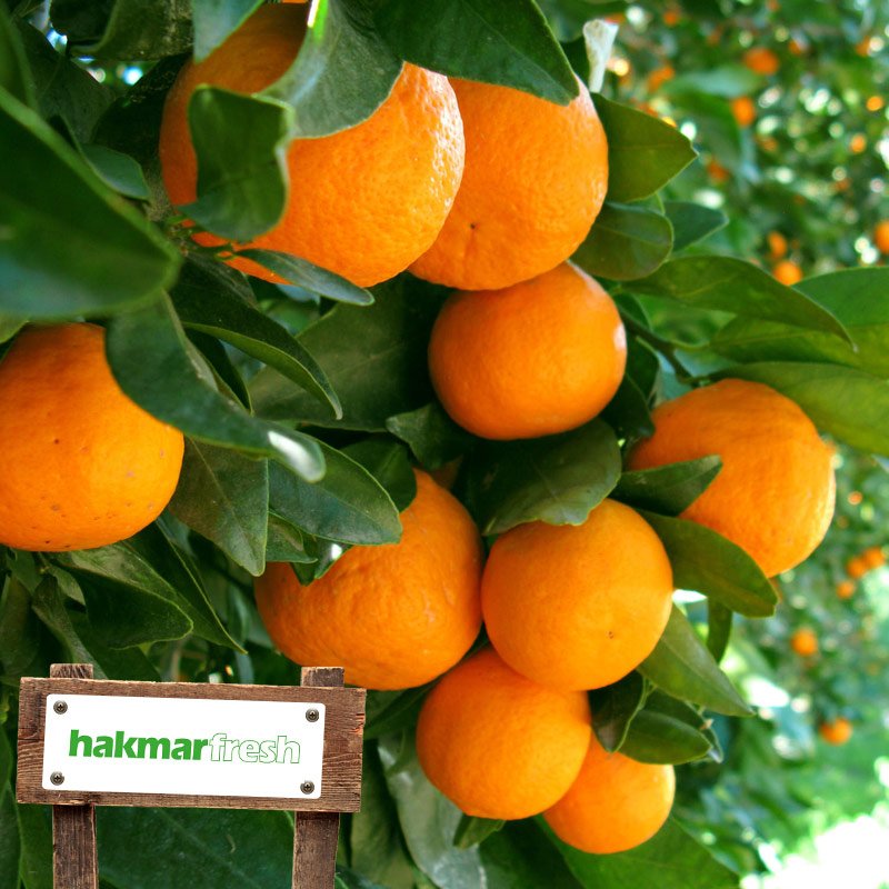 hakmarfresh's tweet photo. Bahçemizdeki mandalinalar olgunlaşmaya başladı. 😄

Hasat zamanı çok yakında! 🍊 https://t.co/ZOxLATReH2