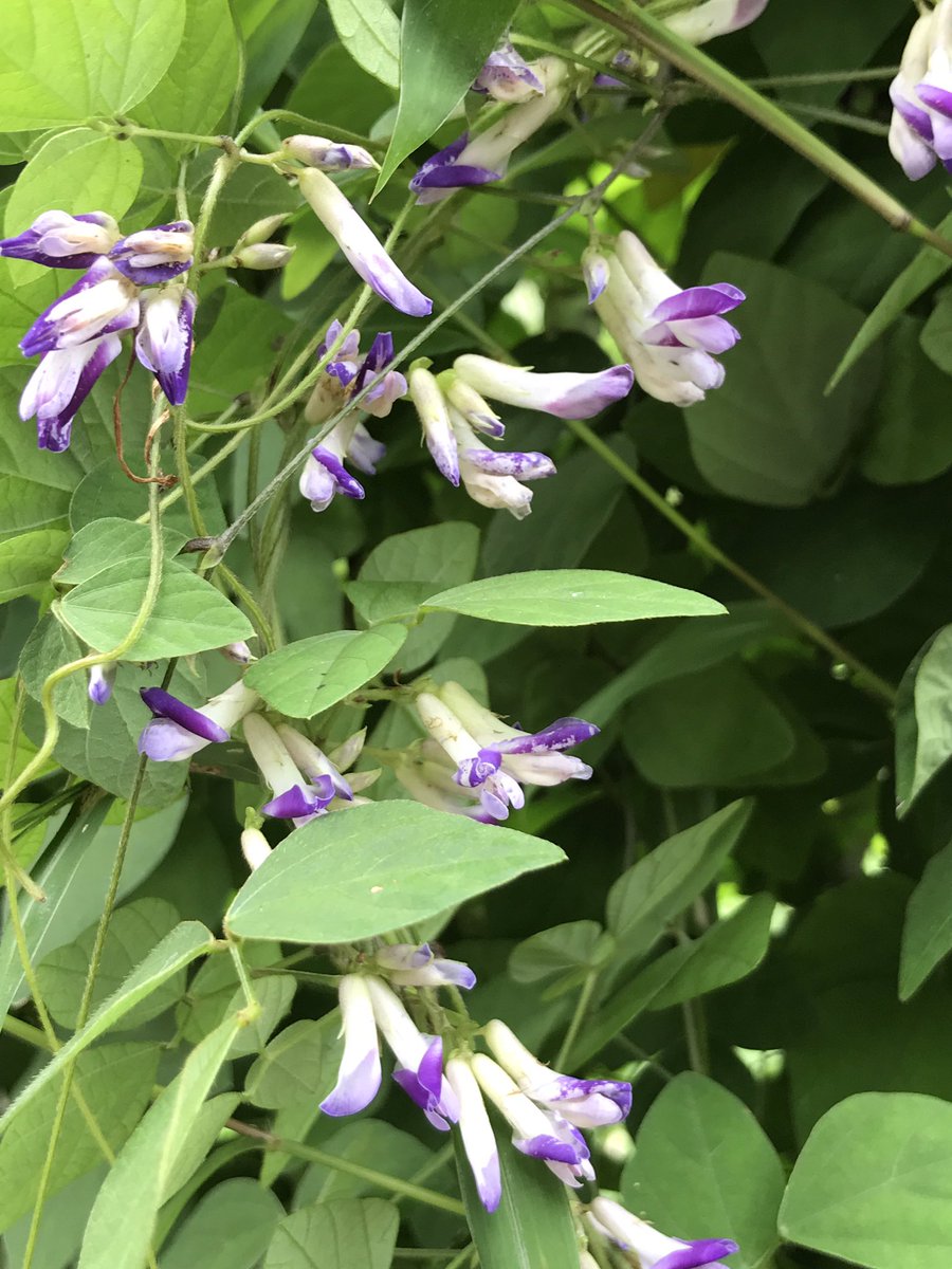 ট ইট র ヒメ 9月28日 稲刈りも終わり 静かになった野道 蔓の植物の花がきれいです ヤブマメ の紫と白の花 マメ科の蔓は 黄色の花が多い中で 美しい色で目を引きます