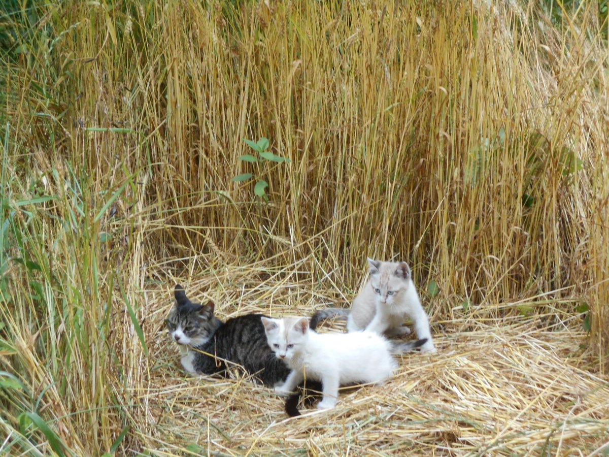 Jinendo_Farmer's tweet photo. 【#センスオブにゃんダー：哲学を必要としない猫の生き方】
革命というのは、この、わら一本からでも起こせる、と私たちは信じてるニャン😺
『＃わら一本の革命 #OneStrawRevolution』＃福岡正信　より

猫と麦は愛称抜群！
庭にほんの少しの麦のタネを蒔くことから、
ネコ的暮らしと地球温暖化防止👩‍🌾 https://t.co/mqUz0eBPP4
