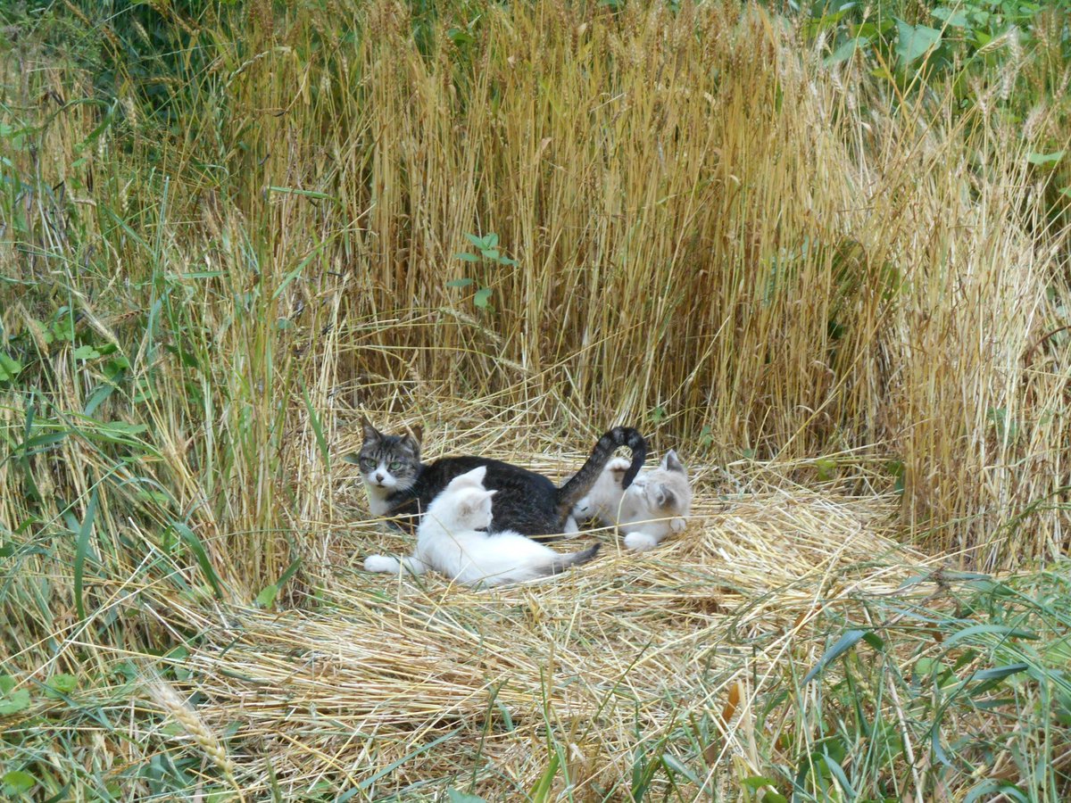Jinendo_Farmer's tweet photo. 【#センスオブにゃんダー：哲学を必要としない猫の生き方】
革命というのは、この、わら一本からでも起こせる、と私たちは信じてるニャン😺
『＃わら一本の革命 #OneStrawRevolution』＃福岡正信　より

猫と麦は愛称抜群！
庭にほんの少しの麦のタネを蒔くことから、
ネコ的暮らしと地球温暖化防止👩‍🌾 https://t.co/mqUz0eBPP4