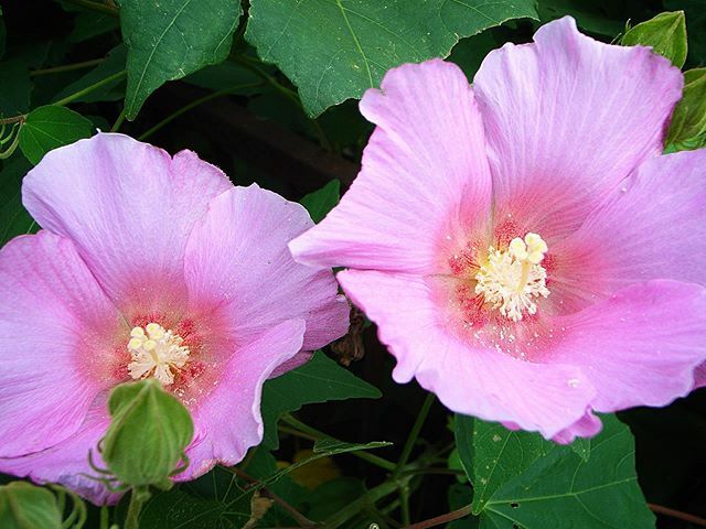 kikutaroid's tweet photo. ็ก้ก
#่กๆญฉใ
#scene
#่ฑ #flower
#ๆค็ฉ #plants
#่ทฏๅ #roadside
#ricoh #gr #grdigital #grd1 #grdfirst
#compactdigitalcamera #comdigi
#8megapixels https://t.co/RQJCdjVBrH https://t.co/oB1zZOWB8q