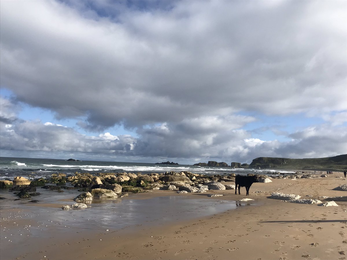 NTDirectorNI's tweet image. @NationalTrustNI #whiteparkbay never know what or who you will find at the beach😎😎 #timeforapaddle #causewaycoastmarathon