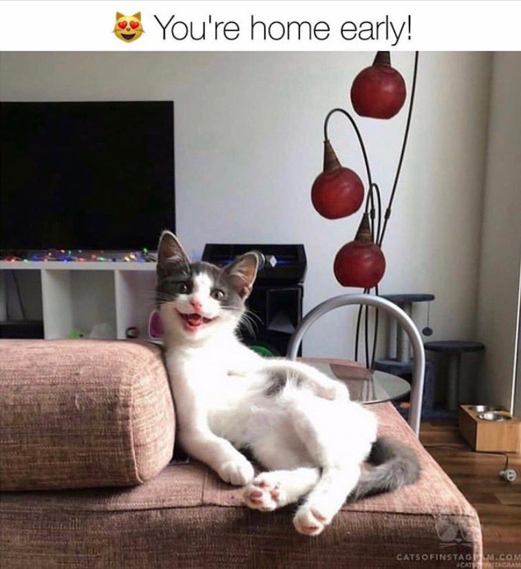 dcd728's tweet photo. When #kitty is really happy to see you! #moreplaytime #Caturday #SaturdayMorning https://t.co/rzetgE6pWT