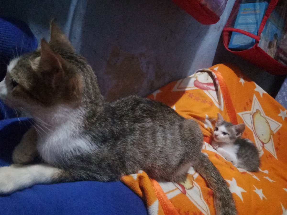 Jeanazee24's tweet photo. @animalfess @nunchimmy https://t.co/HRBPn15ben