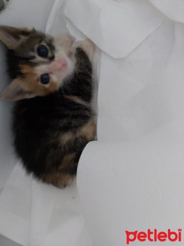 petlebi's tweet photo. #İzmir #Kedi Tel:05419454289 https://t.co/rqEYwGEtmy https://t.co/As6G41XENE