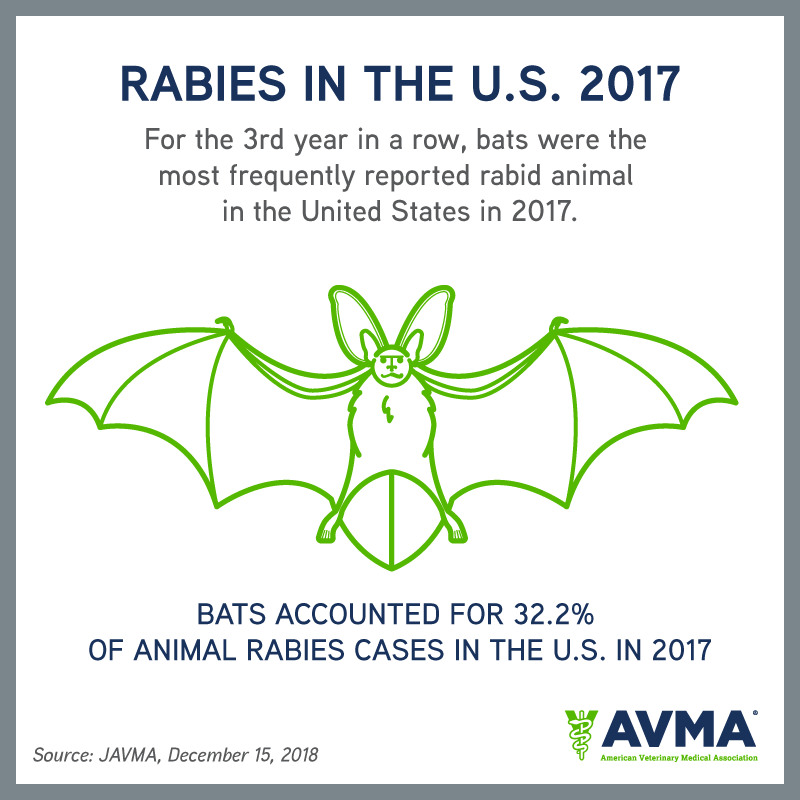 AVMAvets's tweet image. Today is #WorldRabiesDay. Here are 3️⃣ facts to know about #rabies in the US. Remember, vaccination is the foundation of all rabies control efforts. 🦇
#VaccinatetoEliminate