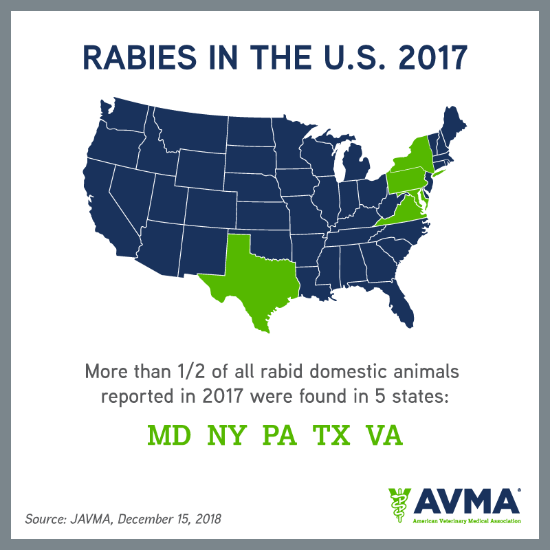 AVMAvets's tweet image. Today is #WorldRabiesDay. Here are 3️⃣ facts to know about #rabies in the US. Remember, vaccination is the foundation of all rabies control efforts. 🦇
#VaccinatetoEliminate