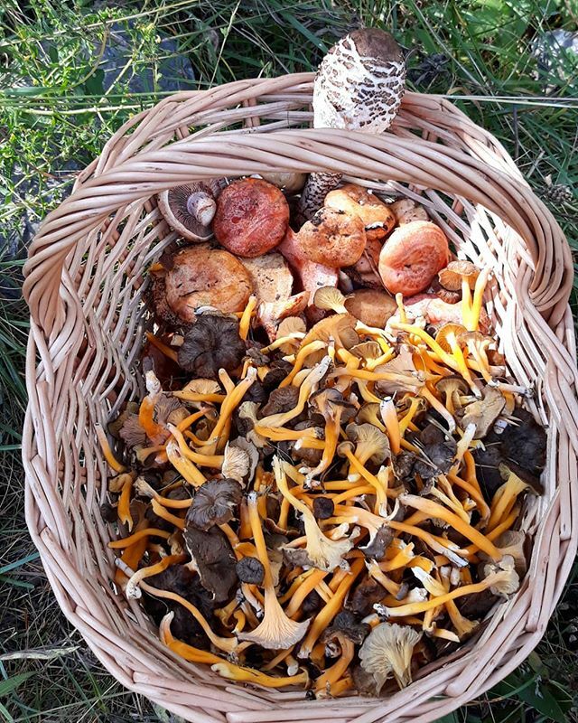 Raquelgalin1's tweet photo. Primera salida, no son muchos pero si bien apreciados.
Un buen plato saldrá de esta variedad de bolets.
#midivesionenlacocina #bolets #boletsdecataluña 
#setas #rovelló  #llaneganegra #apagallums # camadeperdiu #camagrocs #llenguadebou https://t.co/JeHdUgMAXd