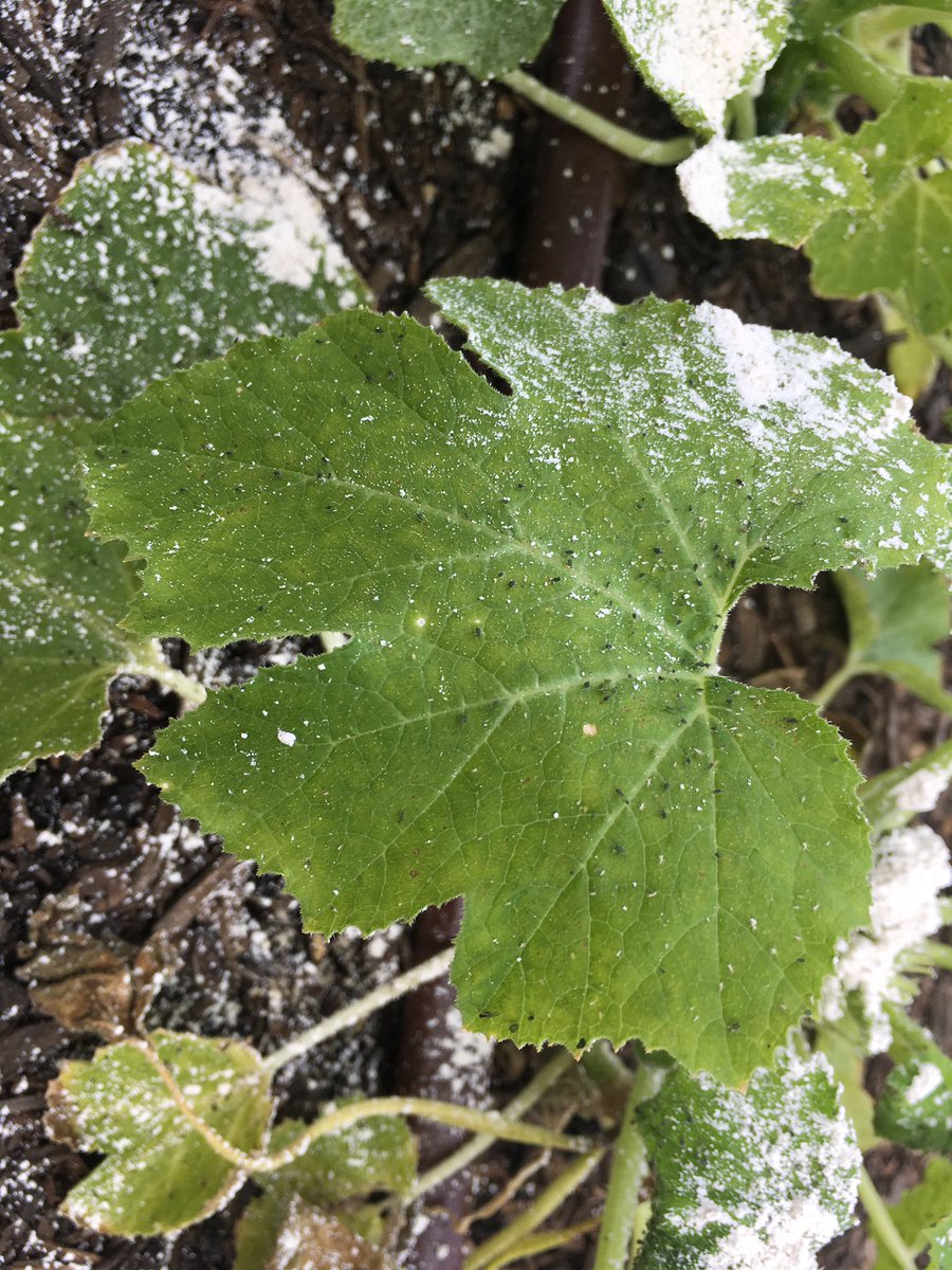 Amanda Killough tweet media