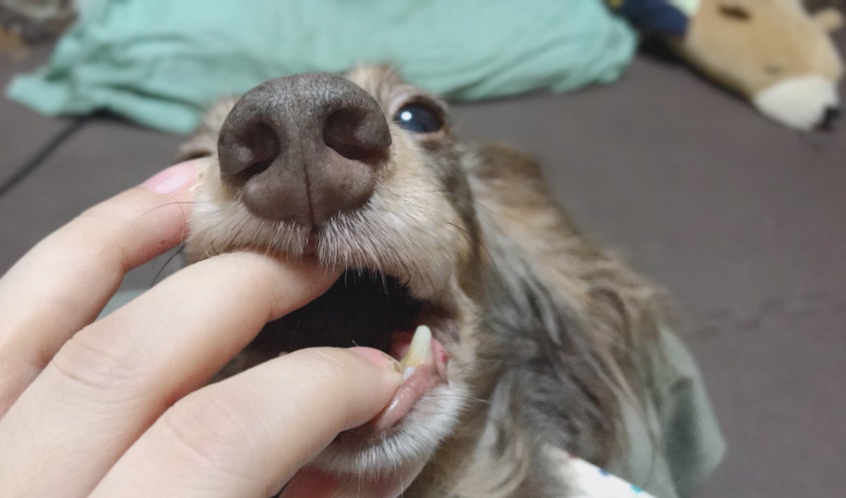 犬の歯磨き