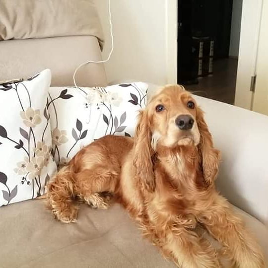 masum_gozler's tweet photo. BEBEKKEN ALINMIŞ HEVES MAĞDURU 10 AYLIK COCKER KIZIMIZI HİÇ TERKETMEYECEK MELEĞİNİ ARIYORUZ.
BİGA/ÇANAKKALE
İLETİŞİM:0542 723 4268 https://t.co/tLC5bzFqW2