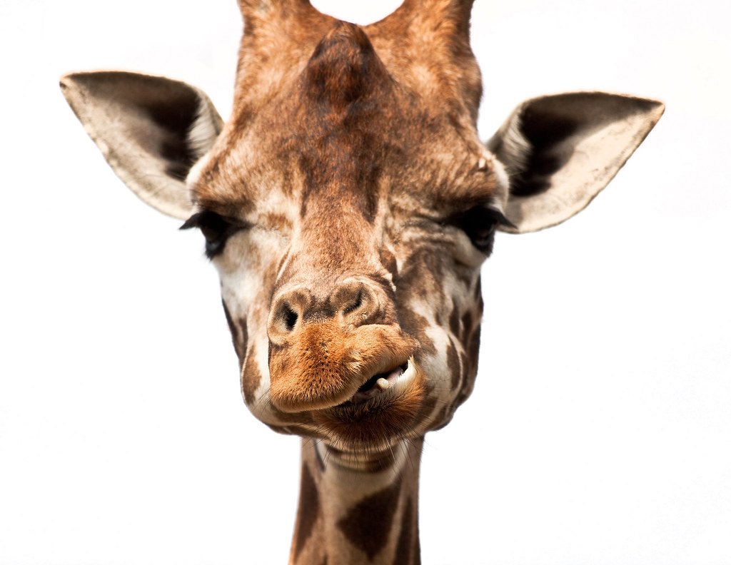 GSpatMMA's tweet photo. I can do #DuckPout too you bitches. #GiraffePout #YesIKnowThisLooksRidiculous https://t.co/2oiVSYfUIr