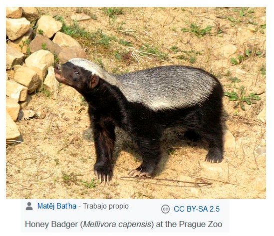 DrBioblogo's tweet photo. 1) ¿Conocéis al Tejón de la Miel?

De nombre científico / Mellivora capensis / y perteneciente a la familia de tejones, comadrejas y nutrias (/ Mustelidae /), tiene más o menos este aspecto:

... https://t.co/6pZI0Dijot