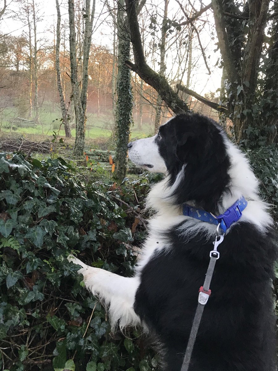 albutterill's tweet photo. Today I’ve said goodbye to my best friend.  The time was right for him but too soon for me.  No longer in pain.  My four legged running buddy and shadow will forever be in my heart.  Sleep well Ki 💔🌈 #collie #lostwithouthim https://t.co/ra0mhrNtnE