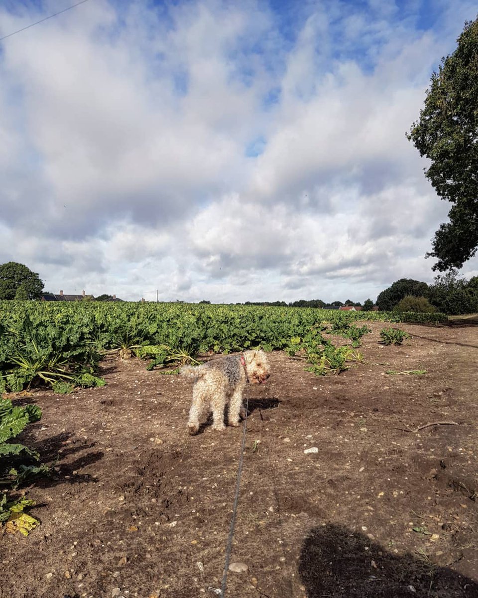JoBrown_worker's tweet image. went out in lovely #Norfolk to blow some cobwebs away with my furry, elderly mate earlier 💛
Now sitting here realising I missed the window for drying my washing outside #itsgoingtorain