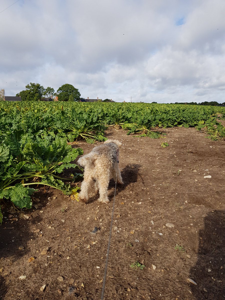 JoBrown_worker's tweet image. went out in lovely #Norfolk to blow some cobwebs away with my furry, elderly mate earlier 💛
Now sitting here realising I missed the window for drying my washing outside #itsgoingtorain