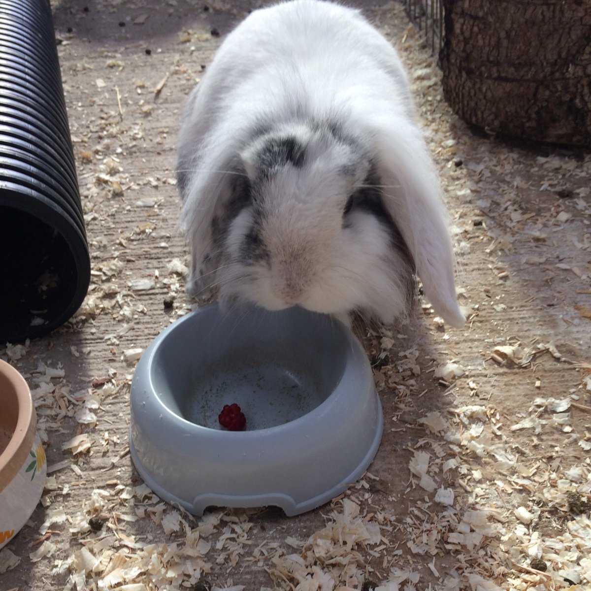 Benji’s discovered she likes raspberries 🐰🐰#cutebunnies
