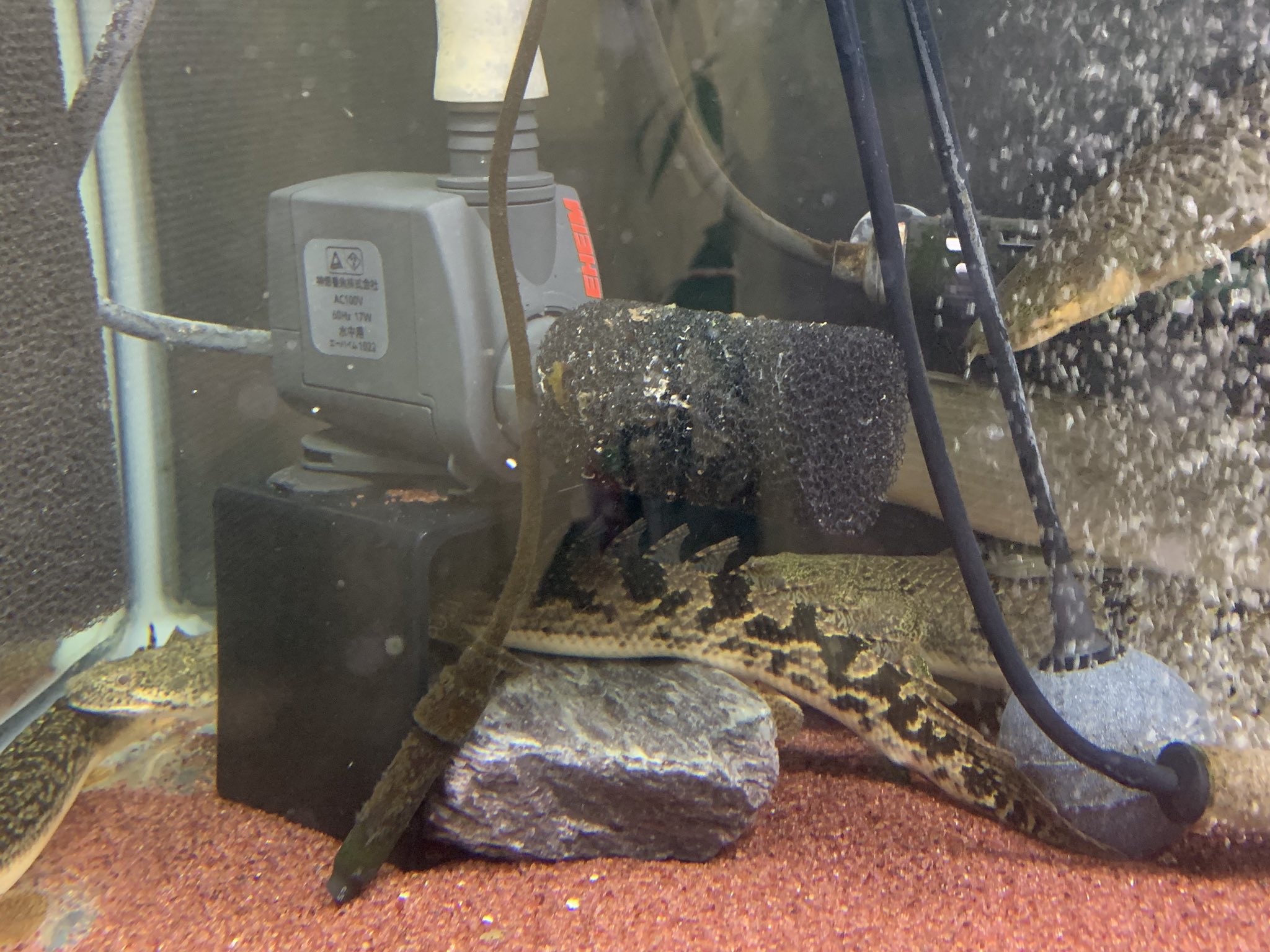 Kb エーハイムコンパクトオン 底に置くと ポリプテルスの場合は底砂が舞い上がりポンプに噛み混みます テキトーな箱で補高してテキトーな石で固定したらええ感じ コンパクトやけど90センチ水槽の上部フィルターでも大丈夫 エーハイムコンパクトオン