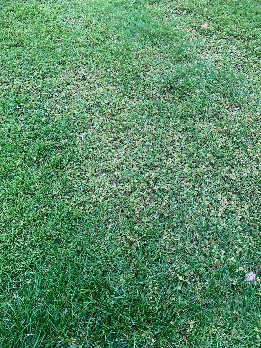 jeffdstauffer's tweet image. Spot treatments for clover appears to be a success. #gettingreadyfor2020
