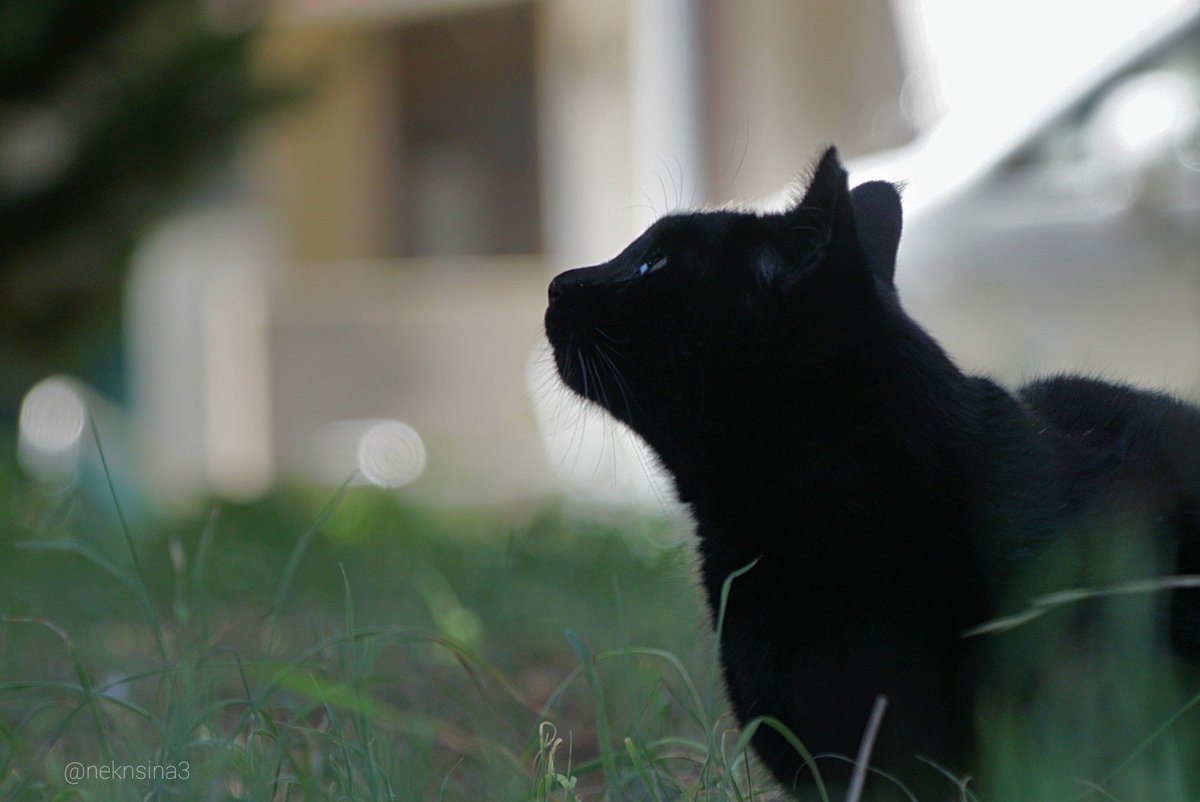 しまねこ シルエット 黒猫なんです ねこ横顔