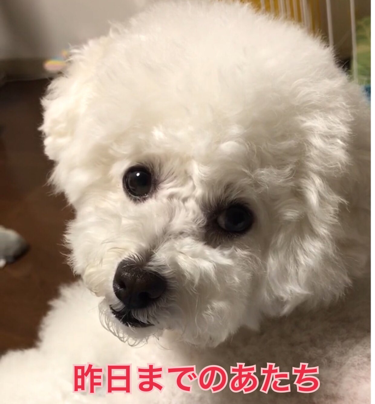 めぐめぐ イメージチェンジ トイプードル トイプードル白 トイプードル女の子 トリミング イメージチェンジ T Co Rw31tmtbmh Twitter