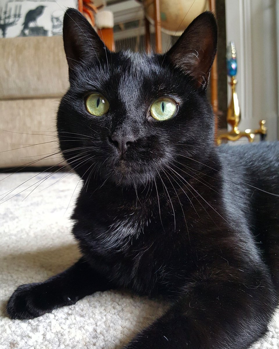 LadyNaturalist's tweet photo. It's been almost 2 years since we adopted our kitty Samhain 🎃! Did you know that the @HillsPet Food, Shelter & Love program, created in 2002, has provided more than $290MM in food to help pets in need? Learn more: #HillsPartner #HillsTransformingLives https://t.co/JVWyDBDY9J https://t.co/XbqauPrxUf