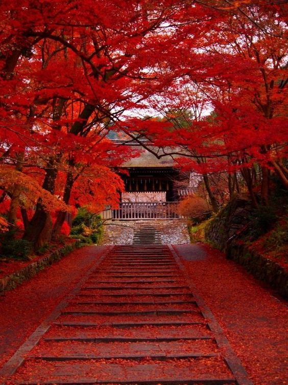 AestheticsJapan's tweet photo. Autumn in Japan https://t.co/yniTAnPNFb