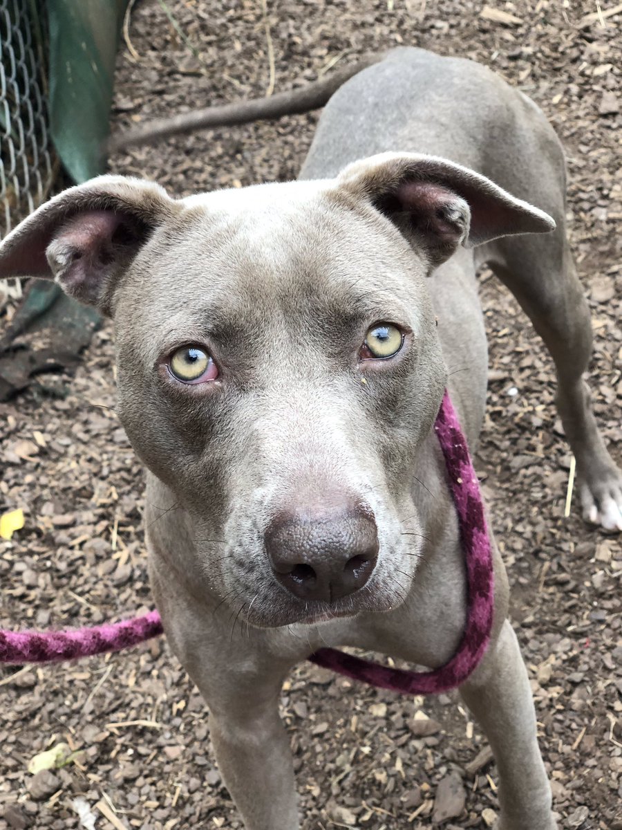 NashAnimalCare's tweet image. A quiet beauty in the kennel, sweet Alice blossoms into a playful girl once outside. She loves to play ball and wants to soak up all the love and attention she can. The loud, busy shelter is hard for this gorgeous girl, so she is ready to go home TODAY! Adoption hours 10am-4pm.