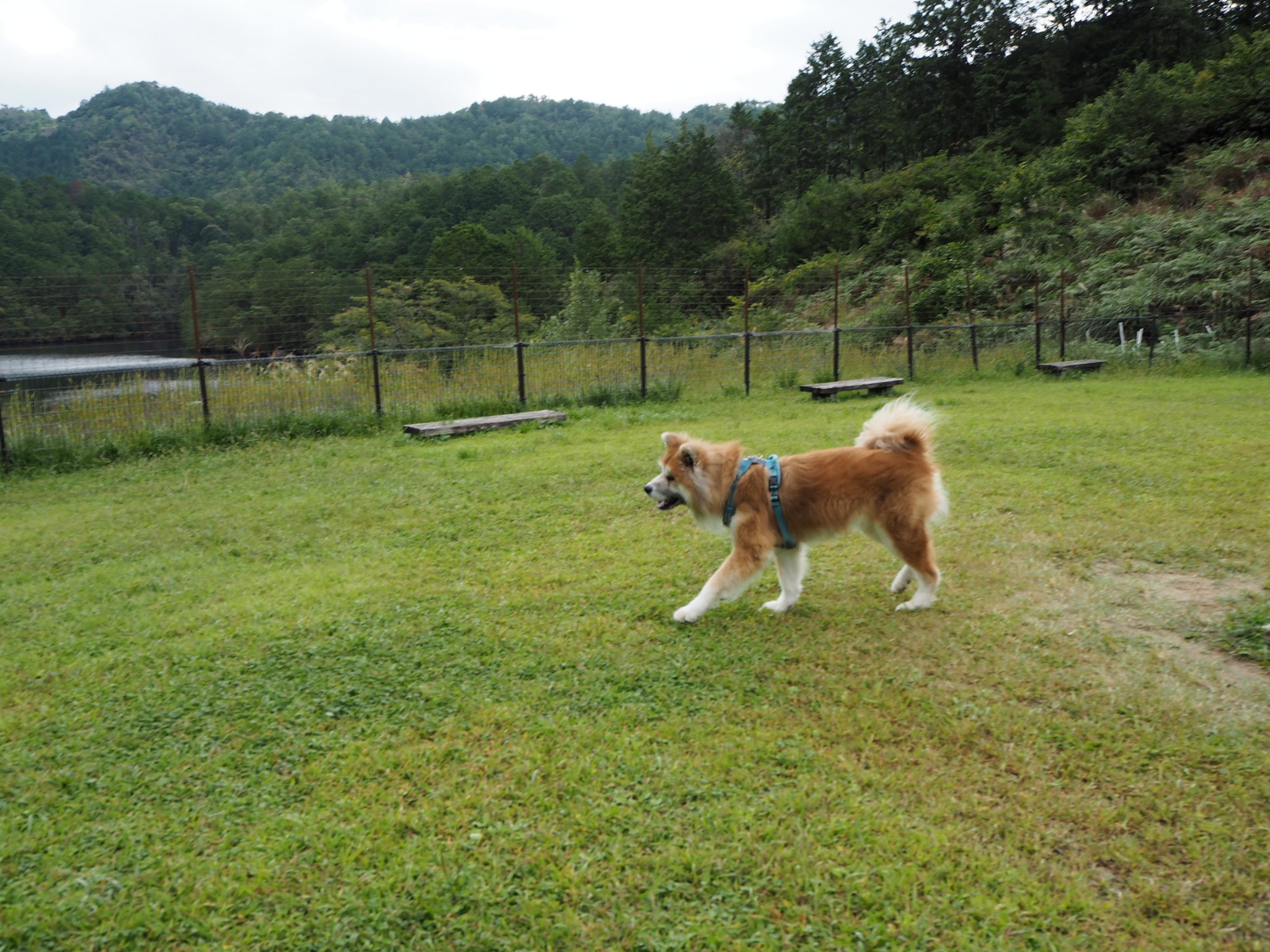 犬さん No Twitter 山の中にあるドッグランなんだけど 上空をずっと巨大なトンビ が旋回してて 小型犬エリアに遊びに来てた人たちがチワワちゃんを抱っこしたまま動けなくなっててかわいそうだった T Co D5h9ymf0x1 Twitter