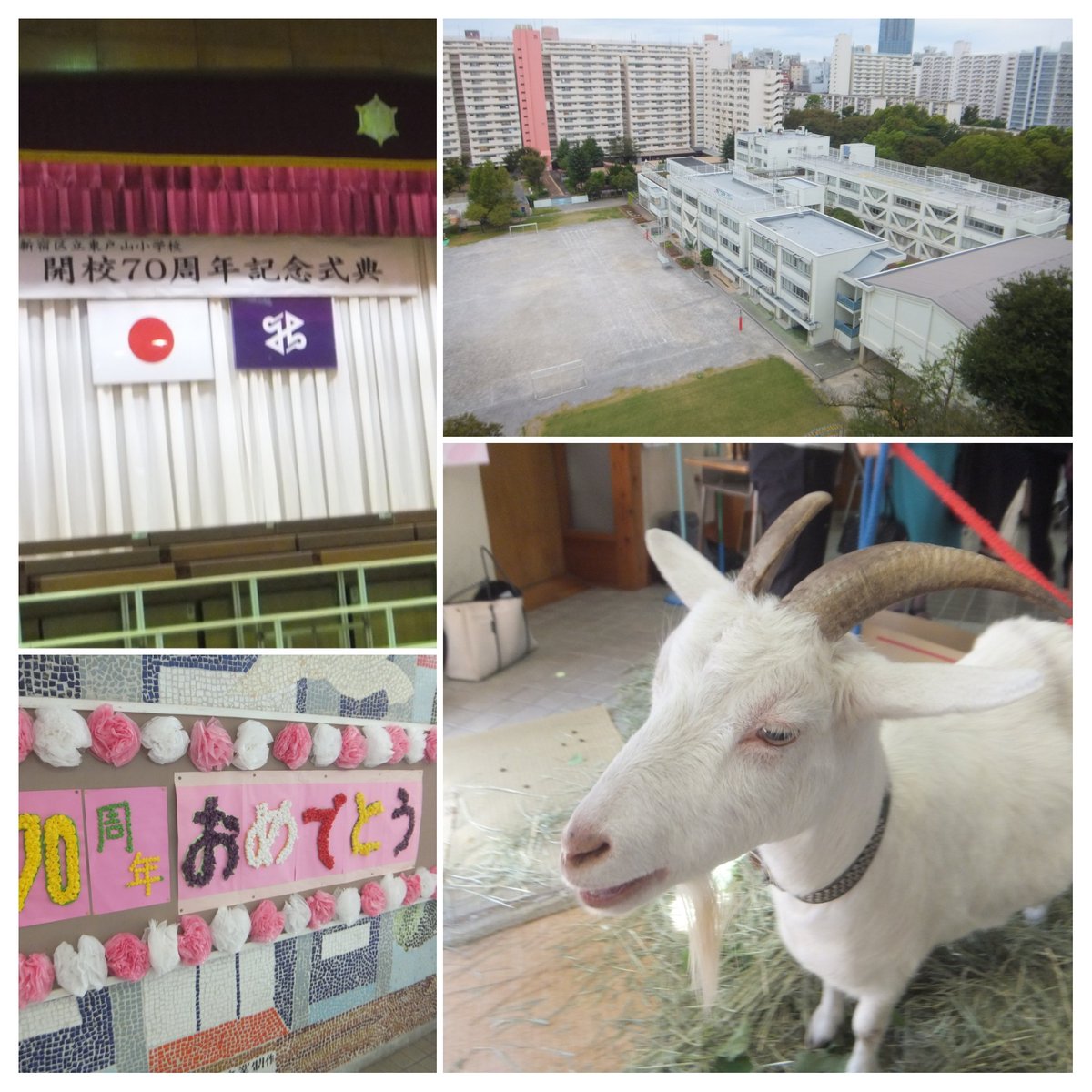 中村しんいち 新宿区議会議員 東戸山小学校の開校70周年記念式典に参加させて頂きました 都会のど真ん中にあるこの学校では ヤギが二頭飼われています 子供達が ヤギの世話をすることで命の尊さを教えているのだそうです 新宿区 新宿区議会議員 中村しんいち 新宿区議会議員 東戸山小学校の開校70周年記念式典に参加させて頂きました 都会のど真ん中にあるこの学校では ヤギが二頭飼われています 子供達が ヤギの世話をすることで命の尊さを教えているのだそうです 新宿区 新宿区議会議員