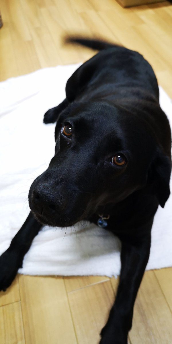 bki3852's tweet photo. 今日の黒ラブ
#黒ラブ
#保護犬
#layline https://t.co/PQKhLQTiPL